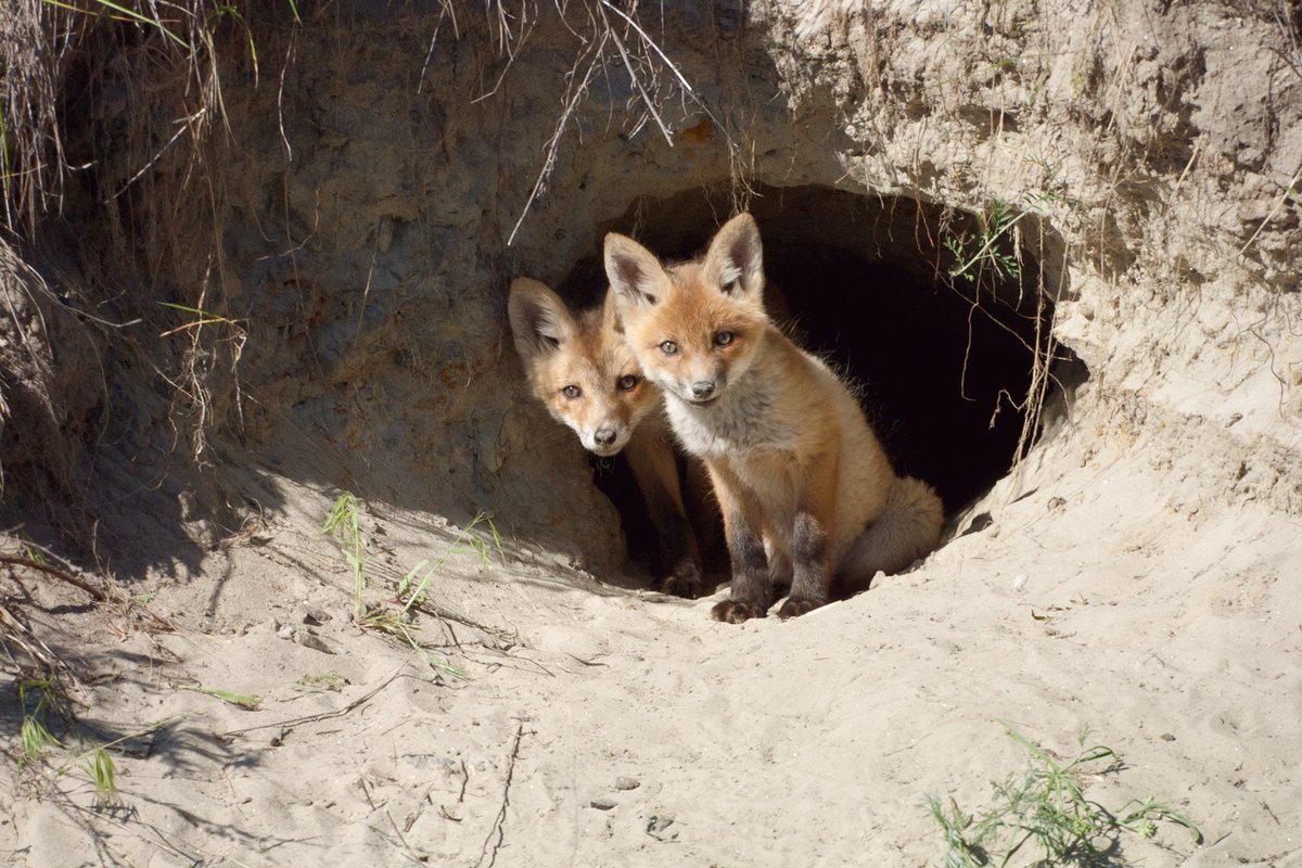 Милые Лесные иллюстрации