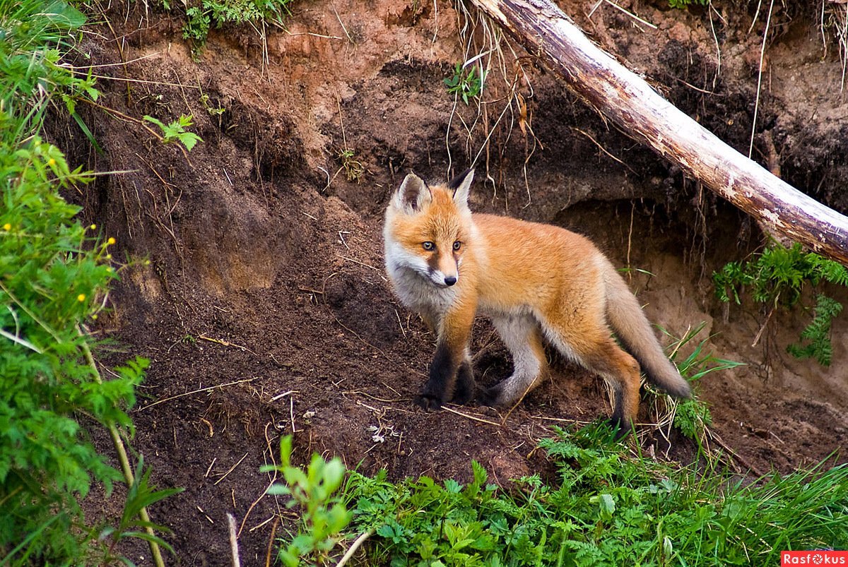 Алмазная мозаика "лиса"