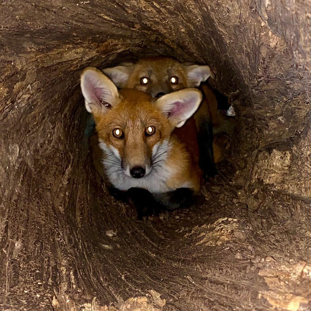 Лисья Нора вектор
