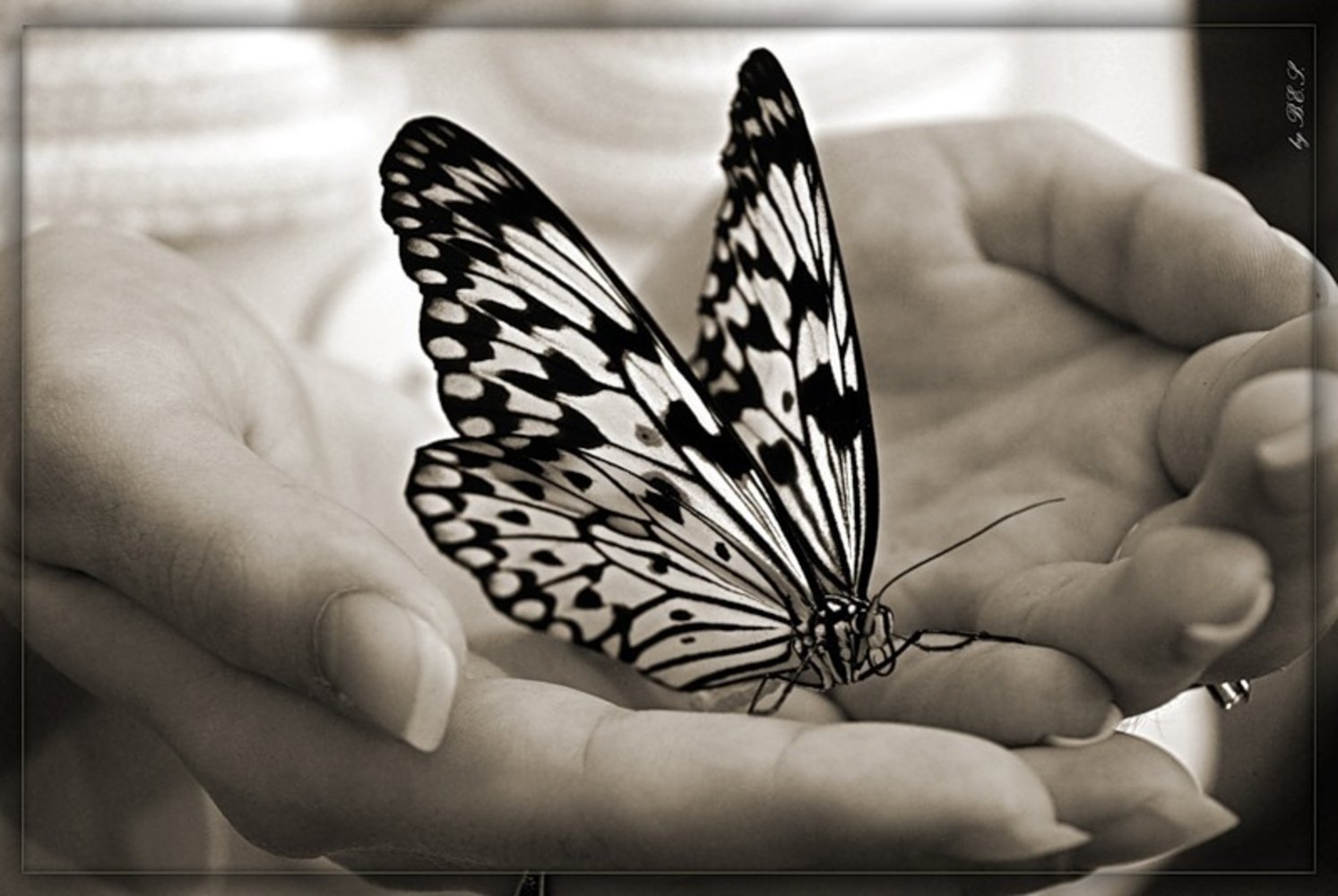 Бабочка На Руке