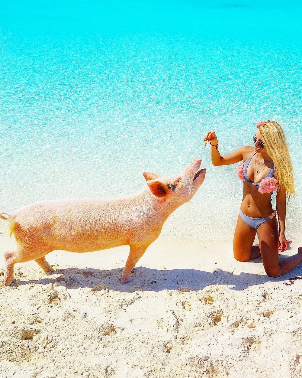Свинья в купальнике