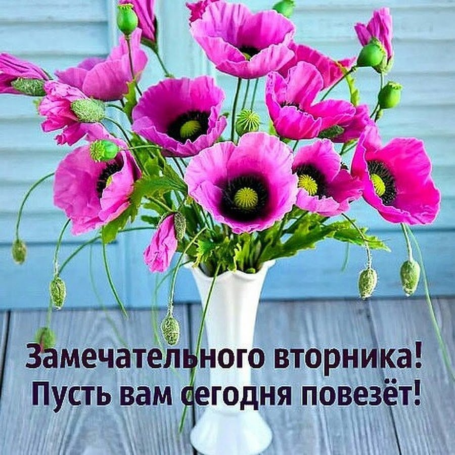 Поздравления со вторником прикольные