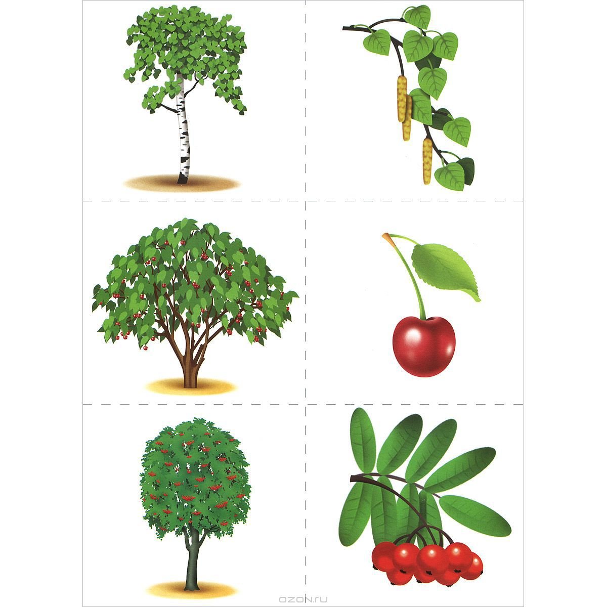Дидактическая игра деревья и кустарники