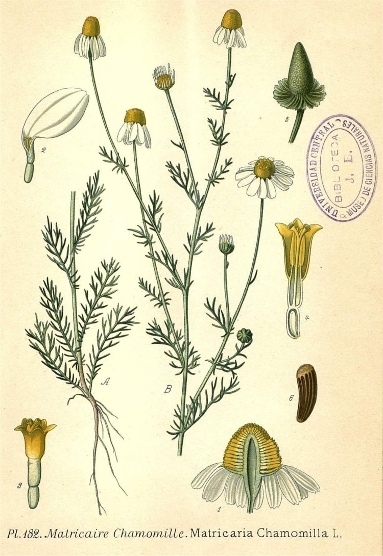 Ботанические Гравюры Basilius Besler