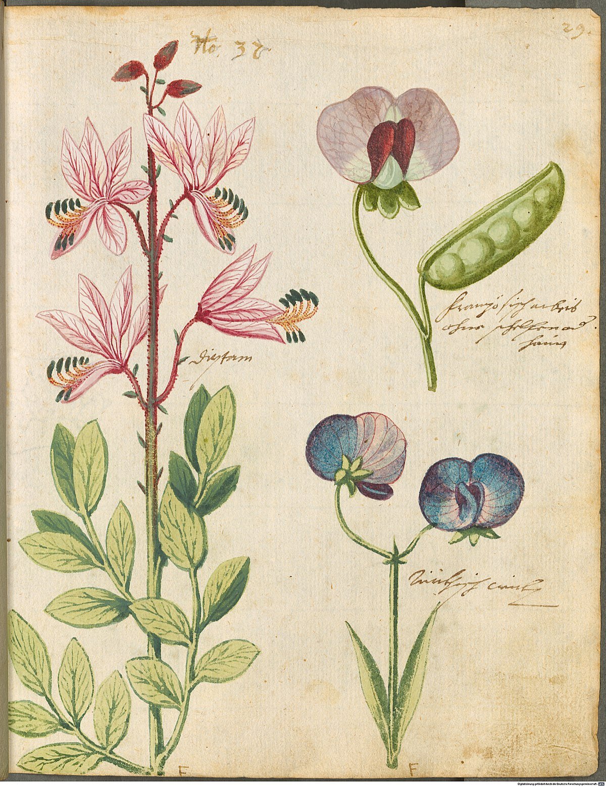 Пастушья сумка обыкновенная