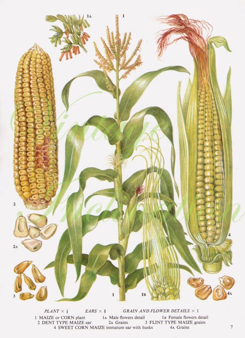 Одуванчик полевой семейство сложноцветных