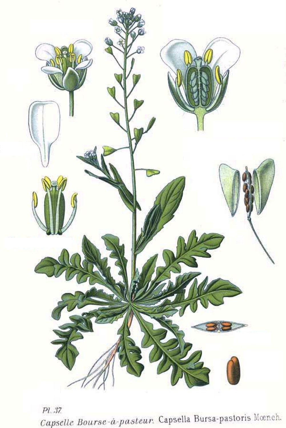 Строение цветка и типы соцветий