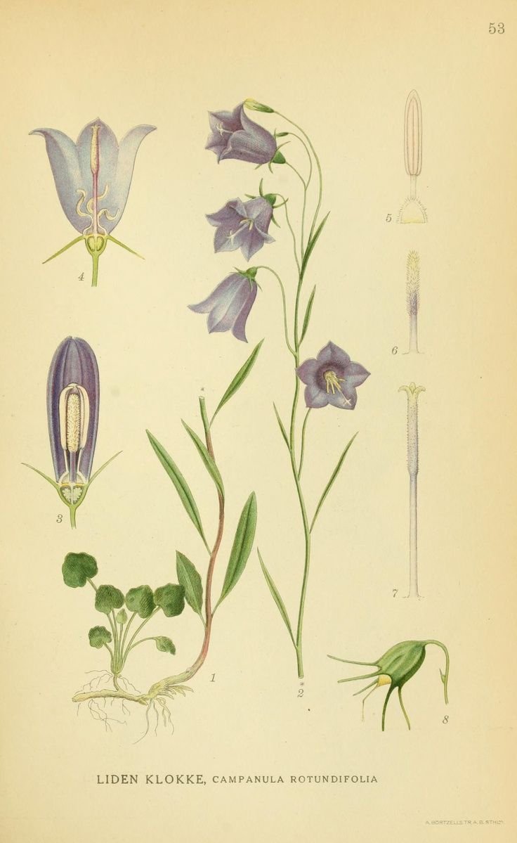 Нарцисс Ботаническая иллюстрация