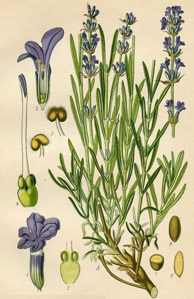 Нивяник обыкновенный