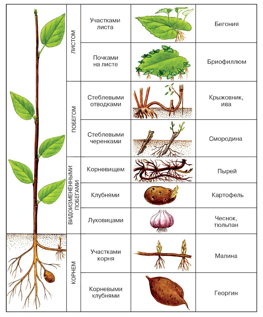 Ярутка Полевая диаграмма цветка