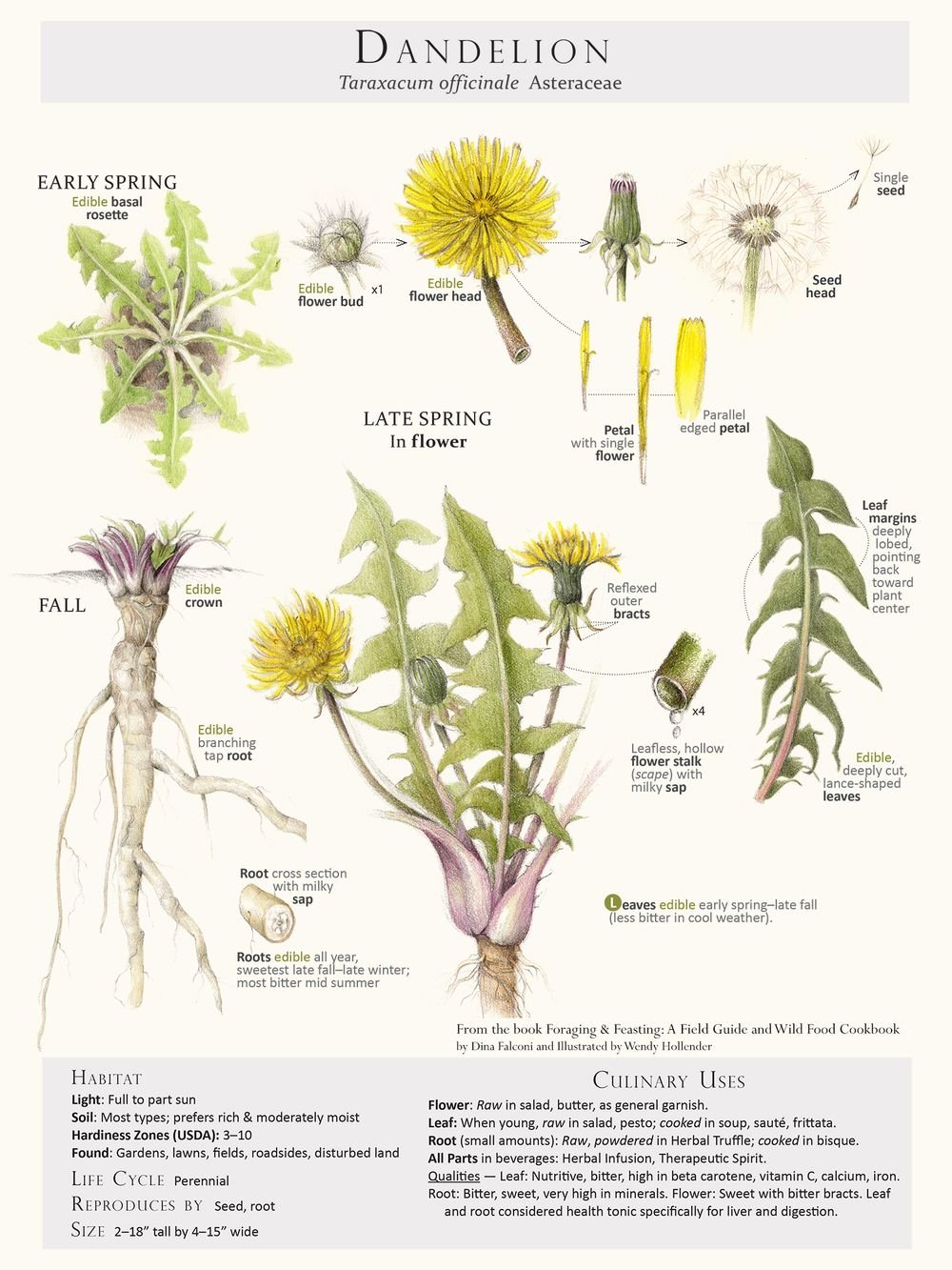 Полевые цветы названия