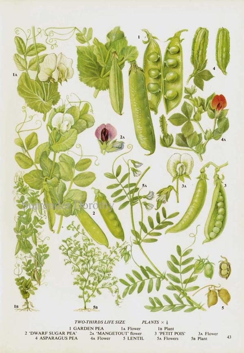 Мак снотворный Фармакогнозия