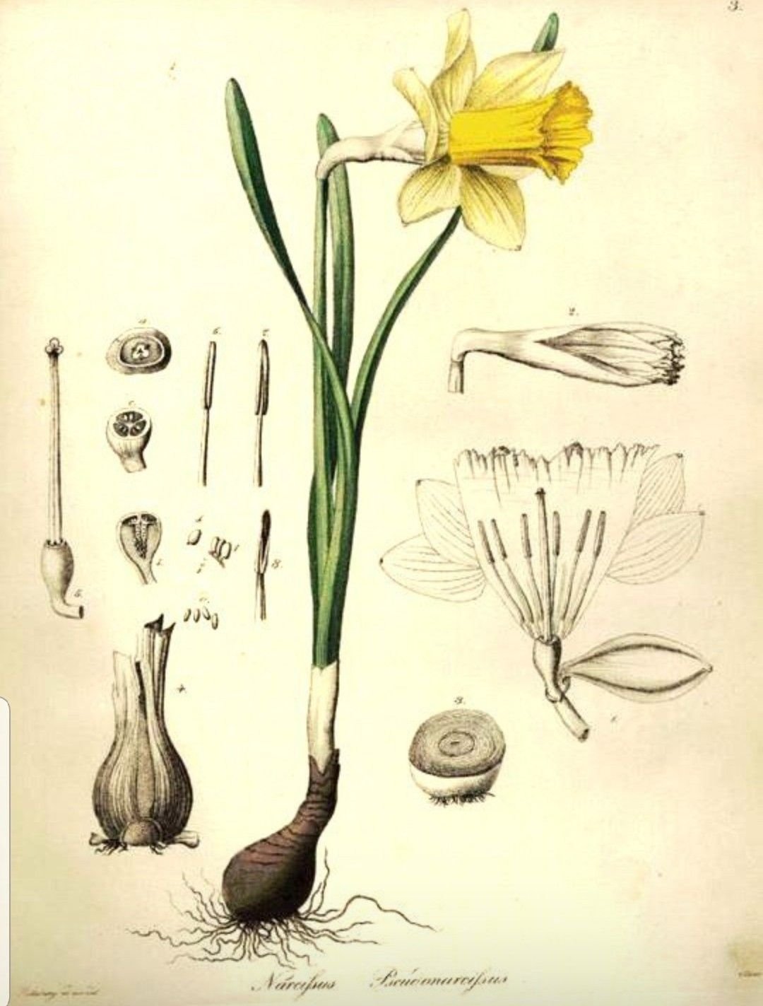 Плоды покрытосеменных растений