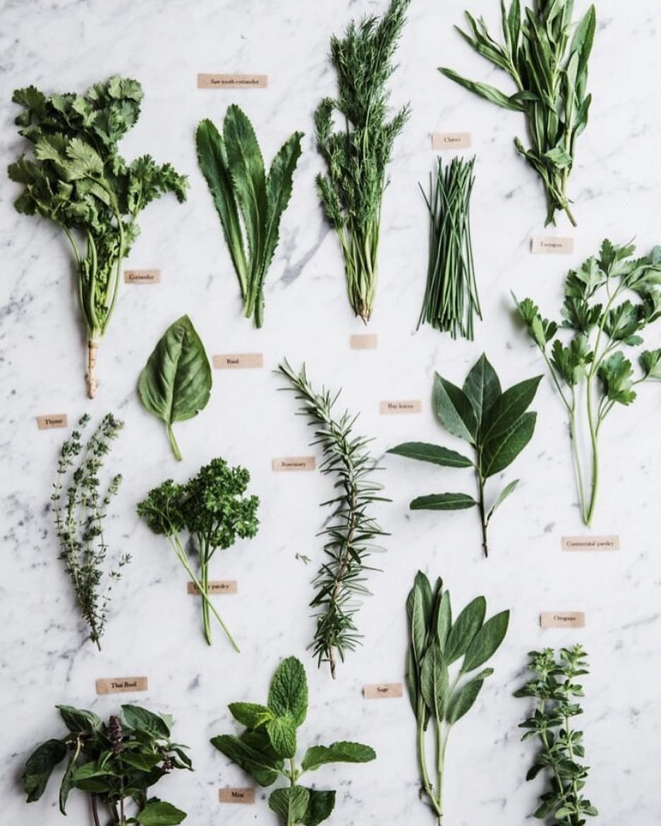 Одуванчик лекарственный схема