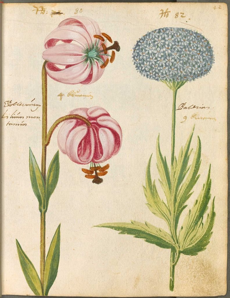 Гербарий злаковых растений