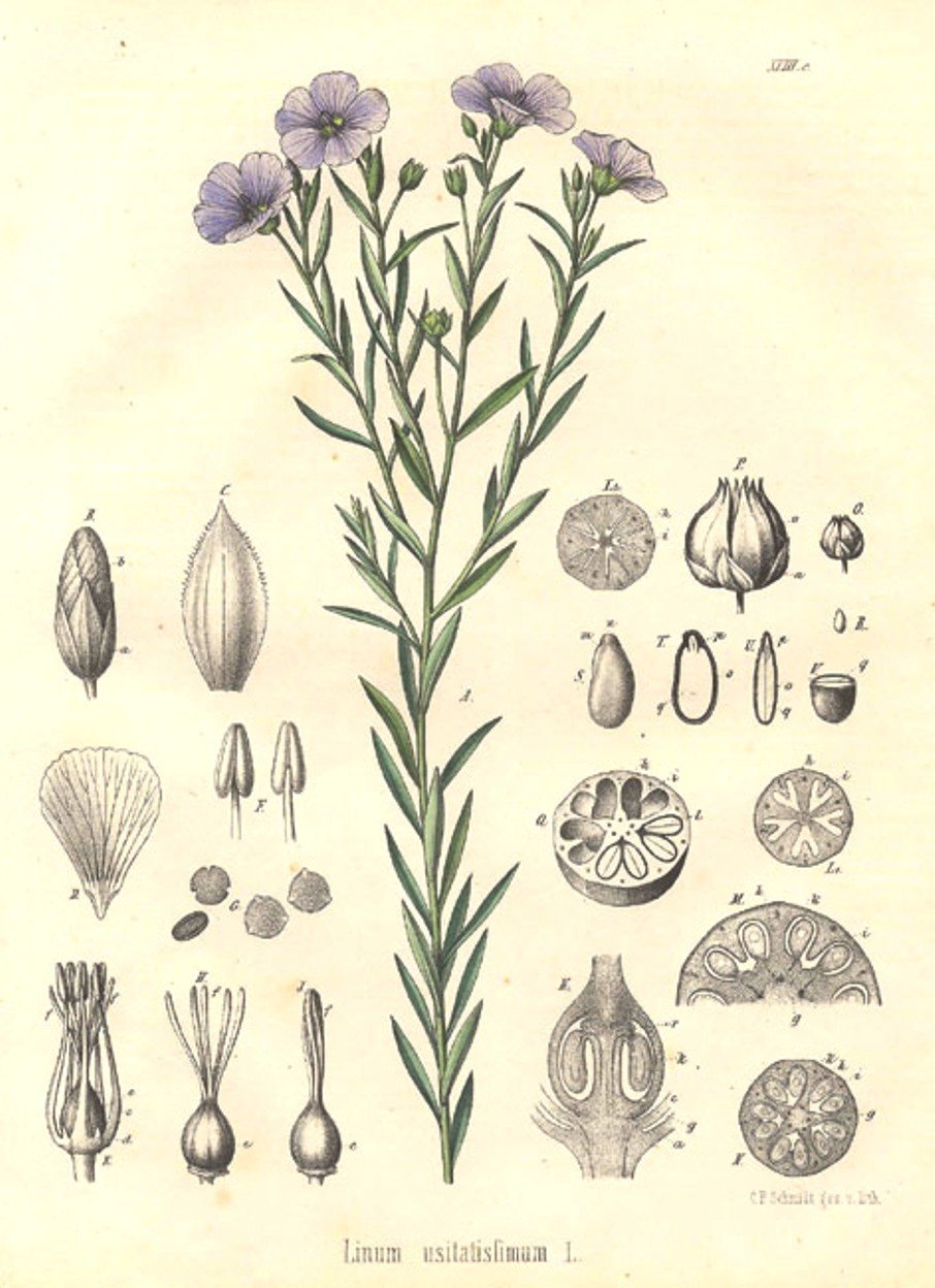 Старинный атлас растений