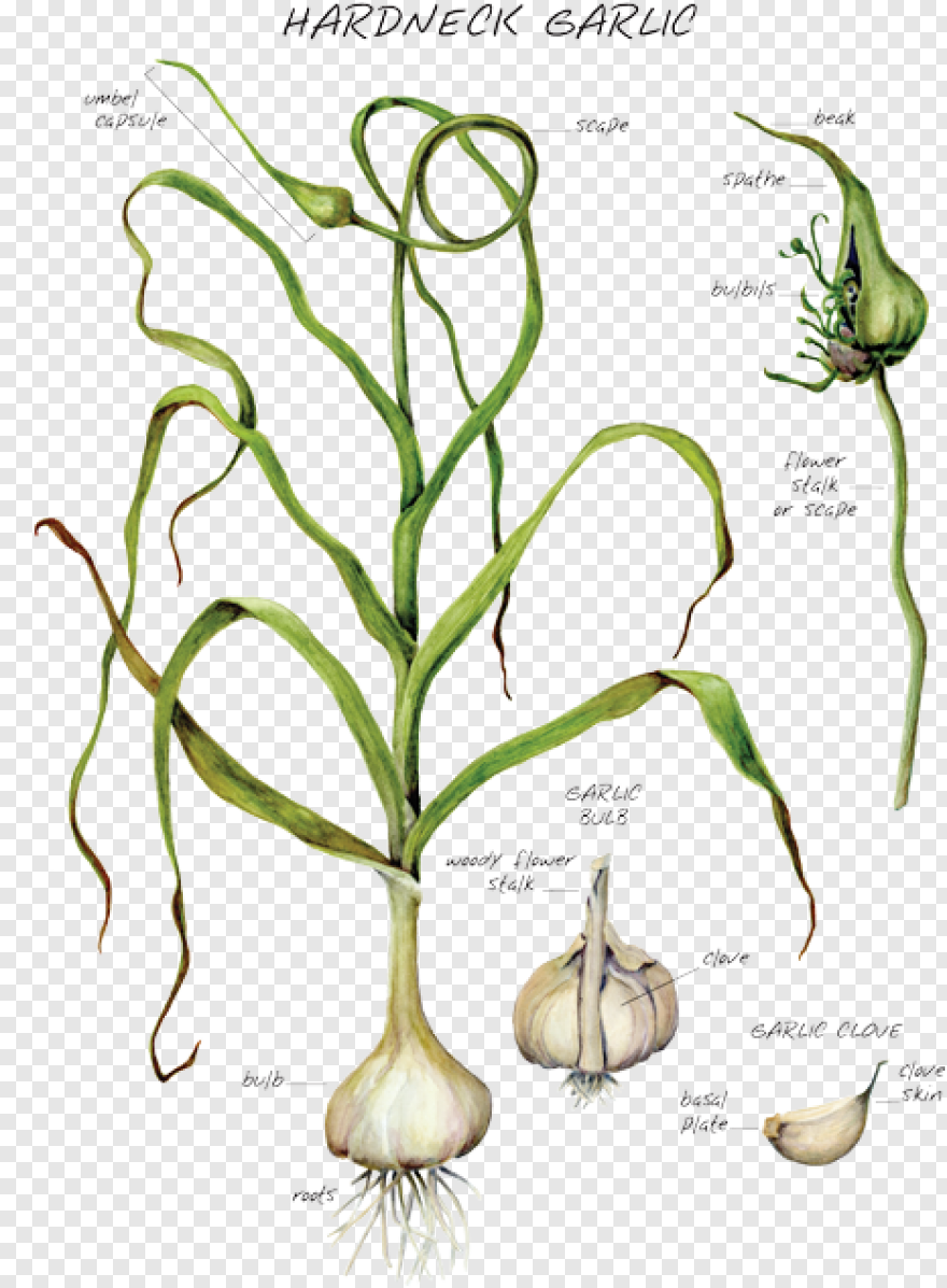 Пряные травы перечень