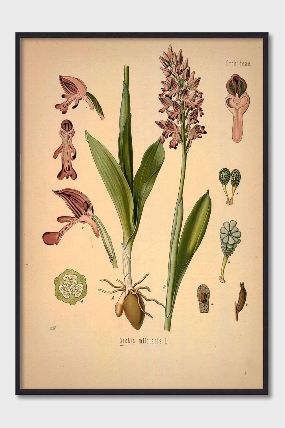 Листочки деревьев с названиями