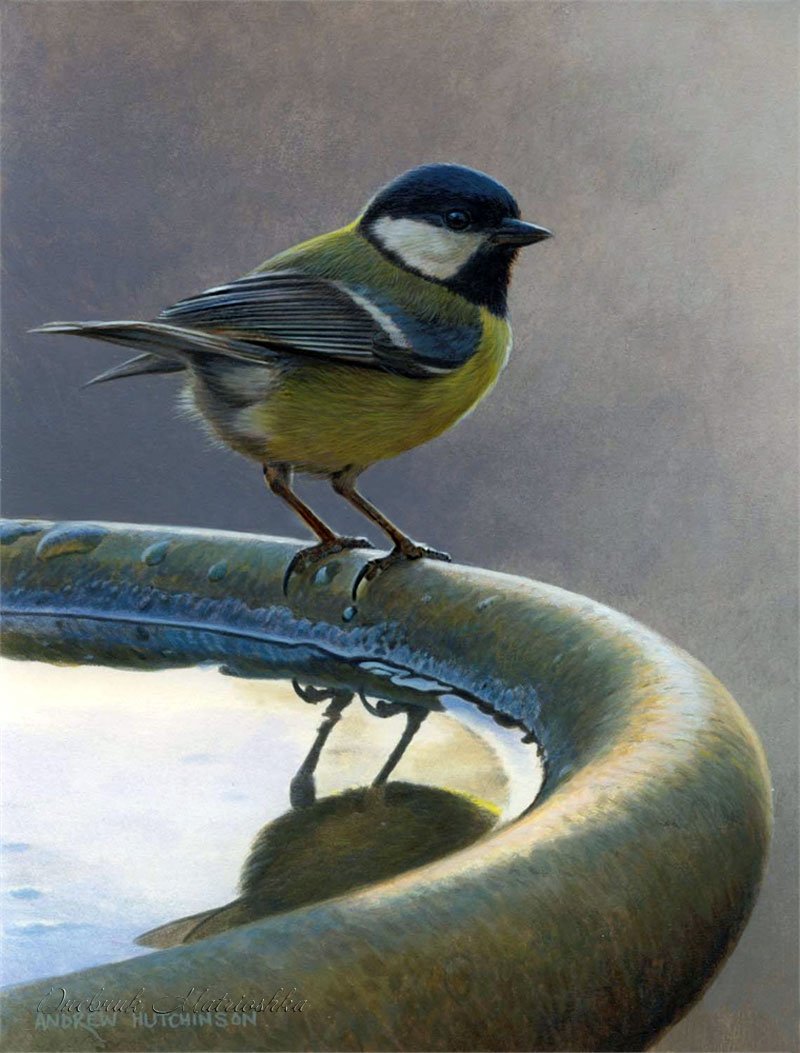 Эндрю Хатчинсон птицы живопись