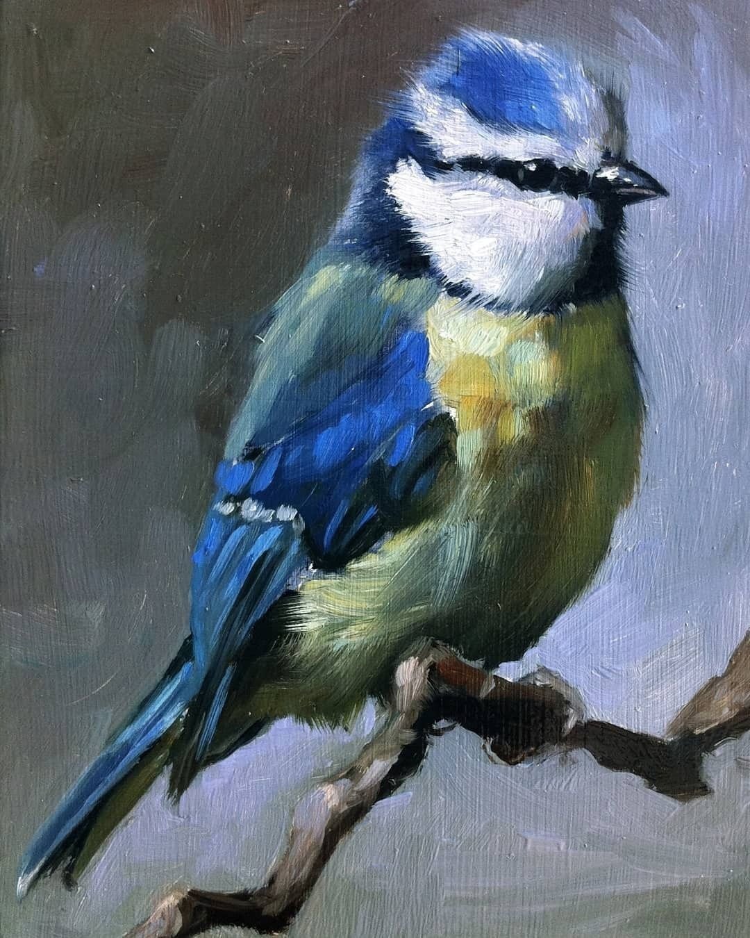 Синица лазоревка картины