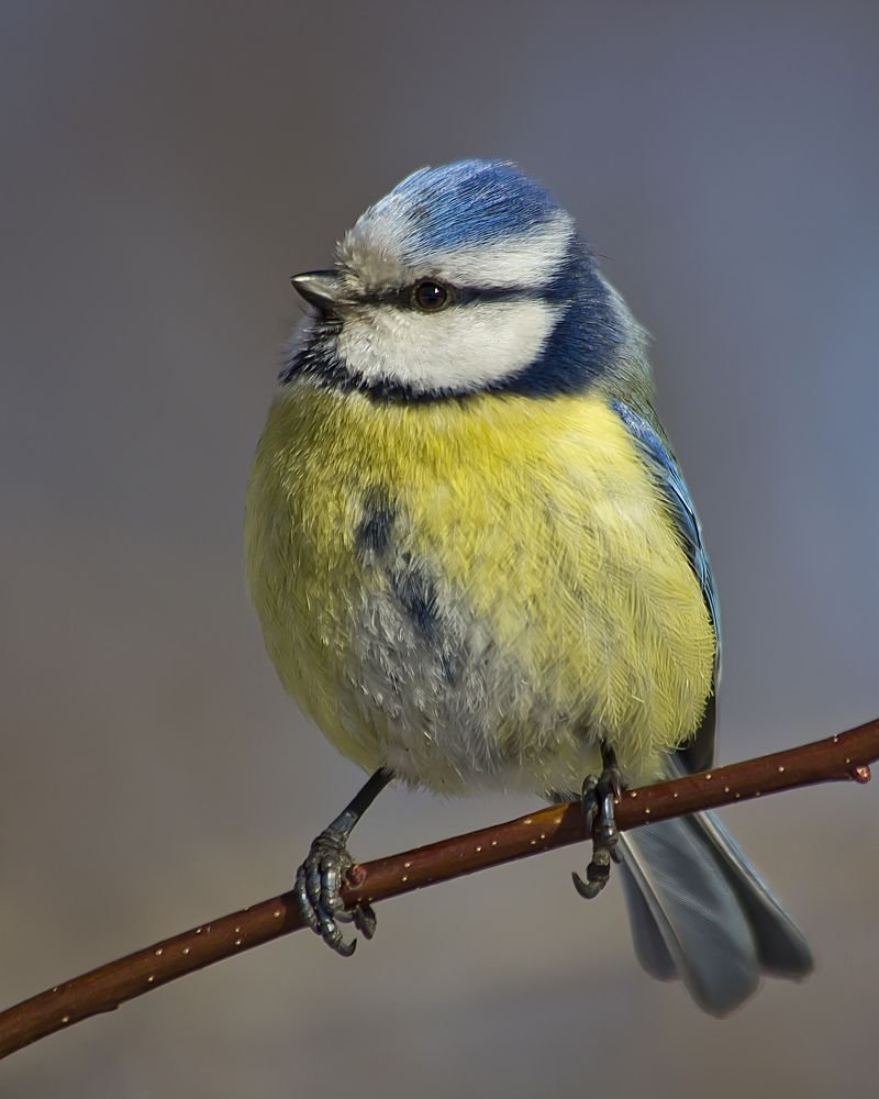 Синичка картинка