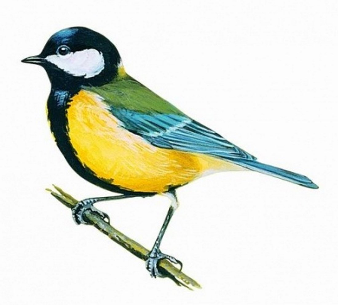 Синица рисунок для детей