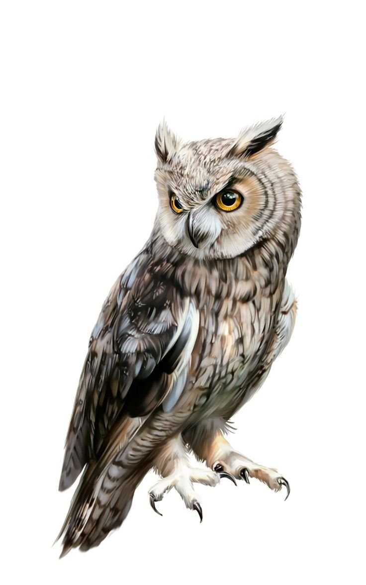Сова на белом фоне