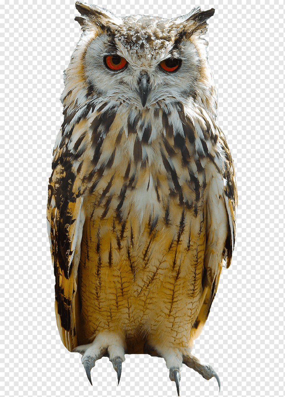 Сова на прозрачном фоне