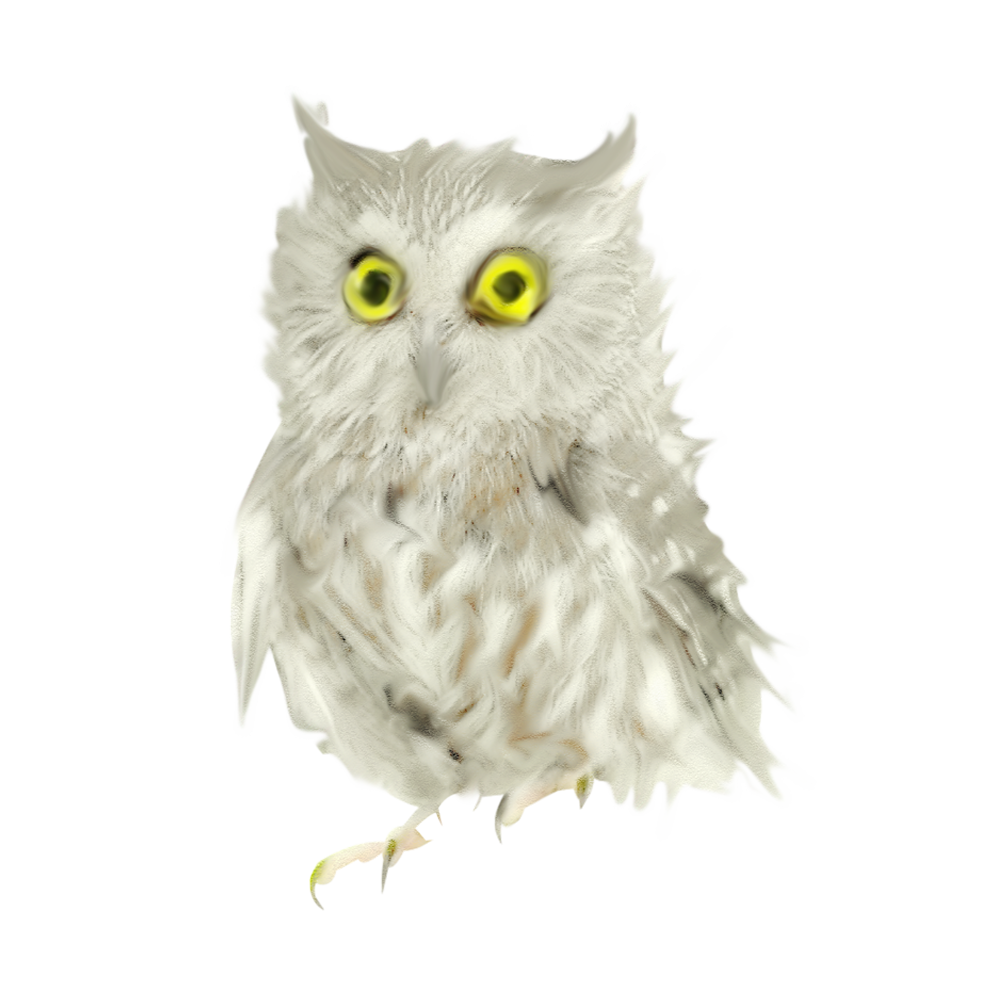 Сова на белом фоне