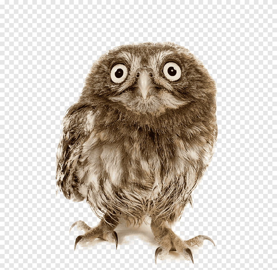 Совенок на белом фоне