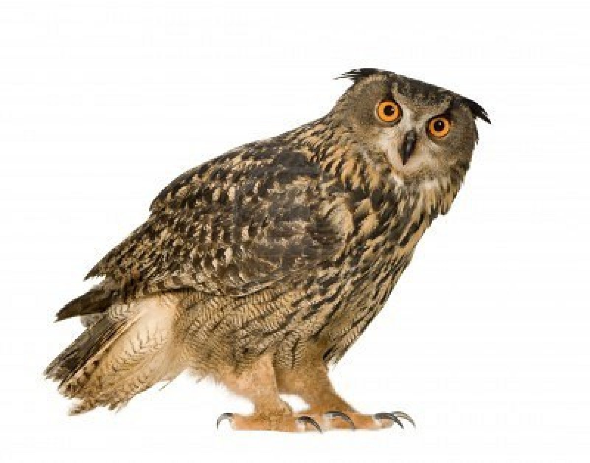 Птица Сова на белом фоне