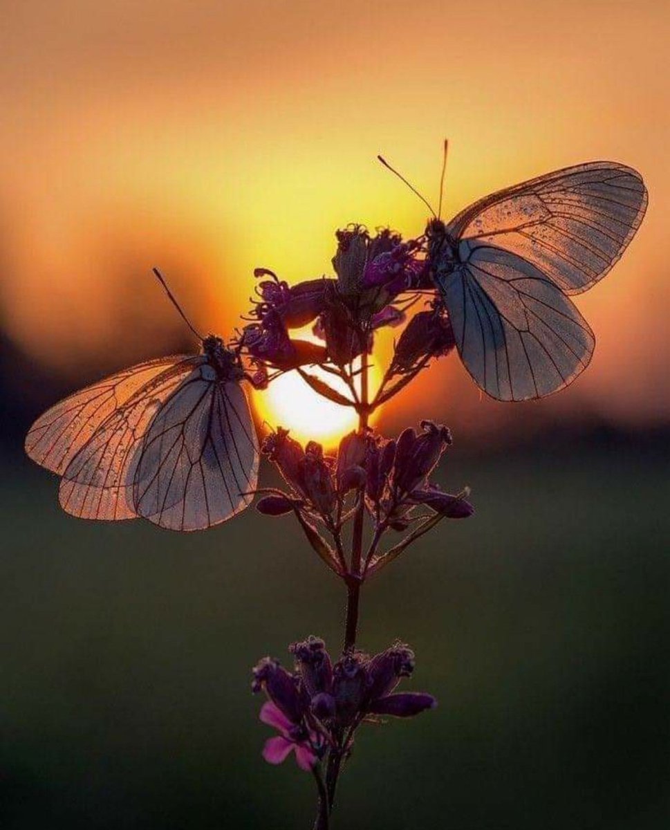 Цветок ночная бабочка