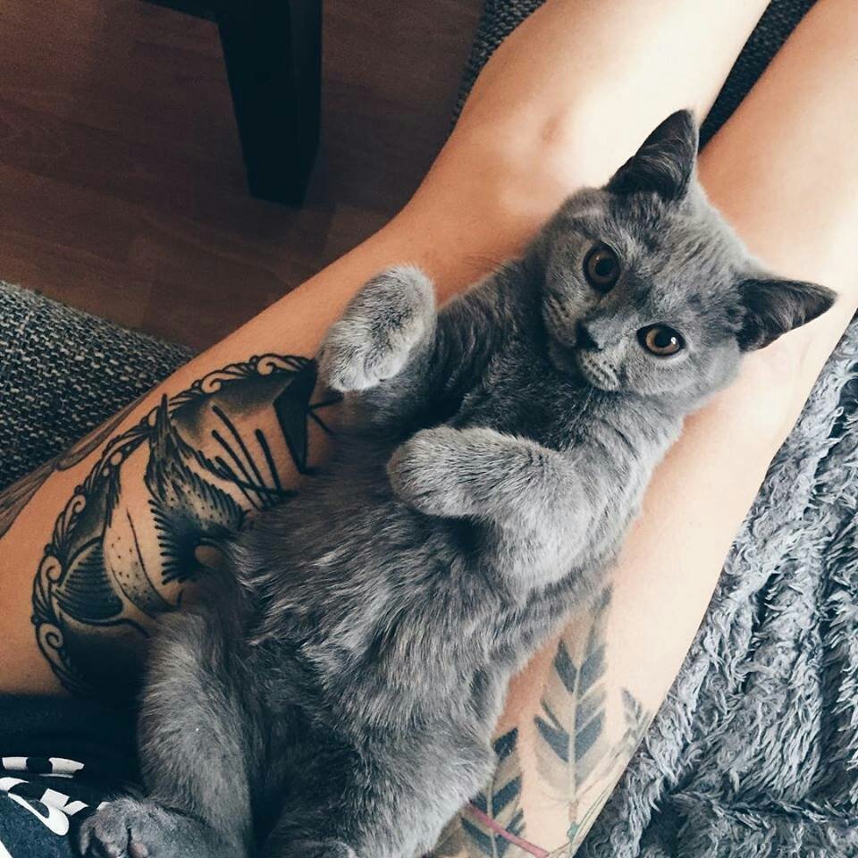 Серый кот Эстетика