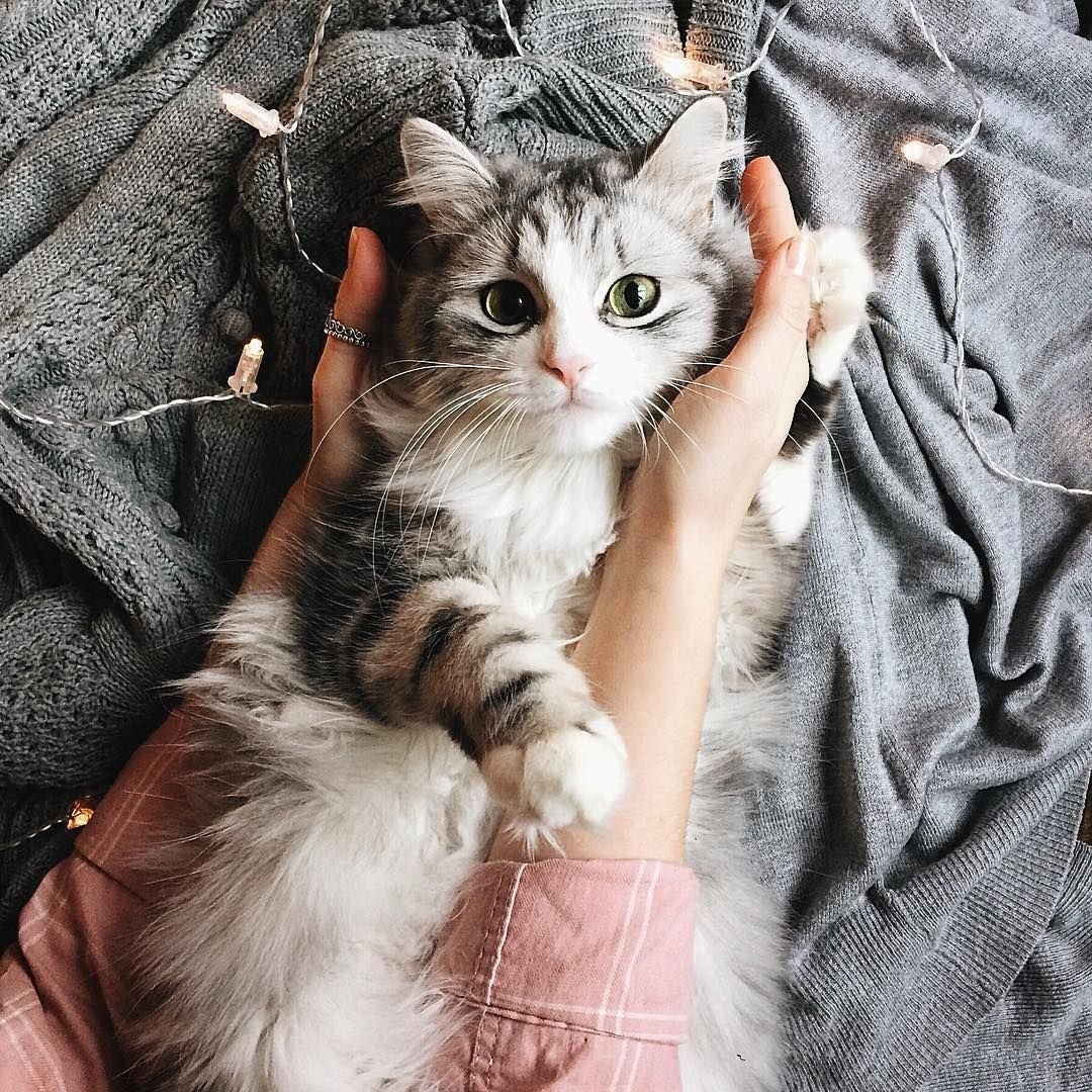 Кошки для эстетики