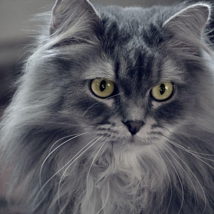 Серый длинношерстный кот