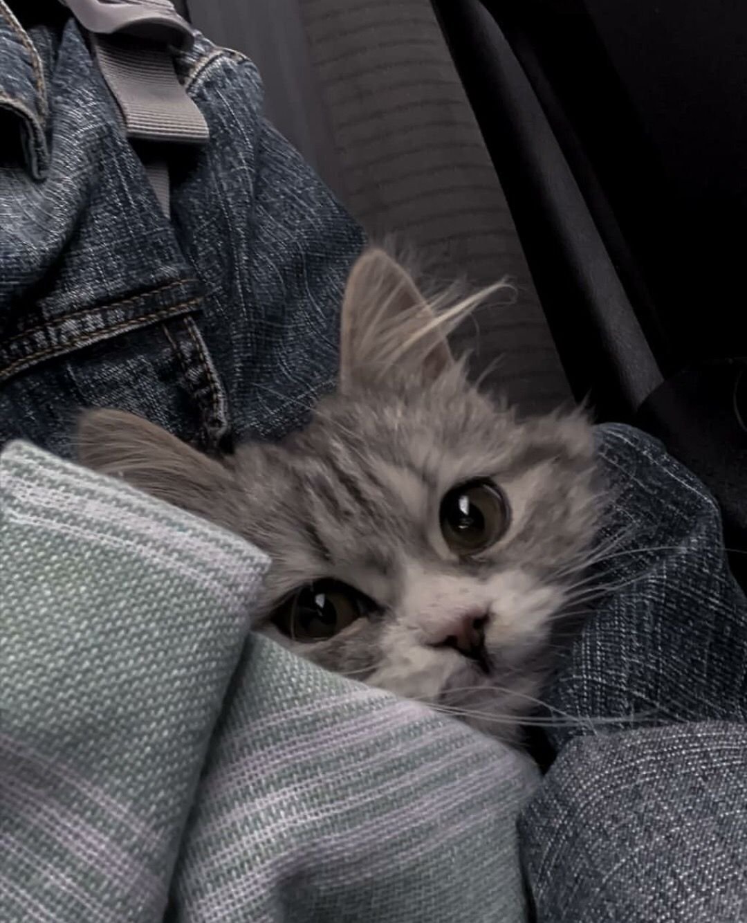 Милые котики