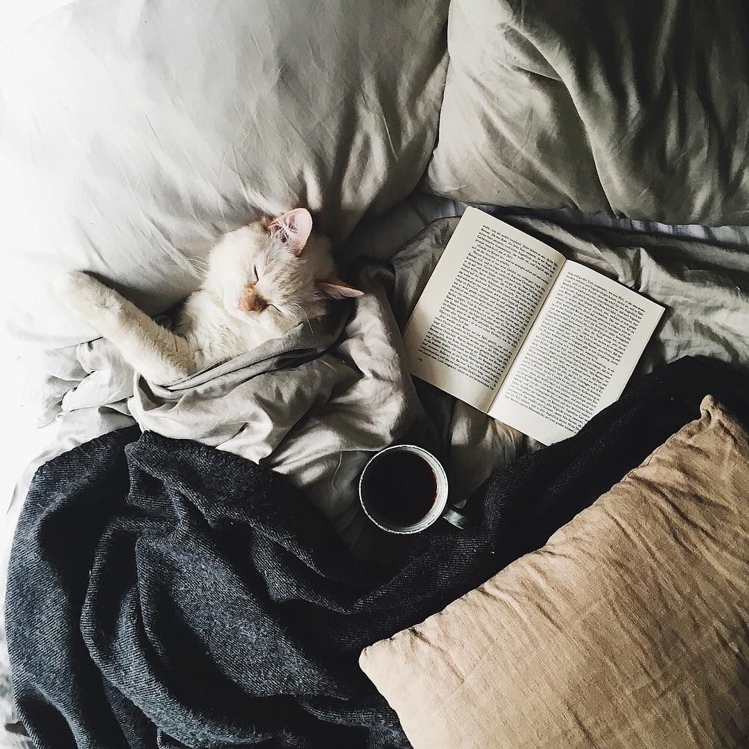 Уютные коты