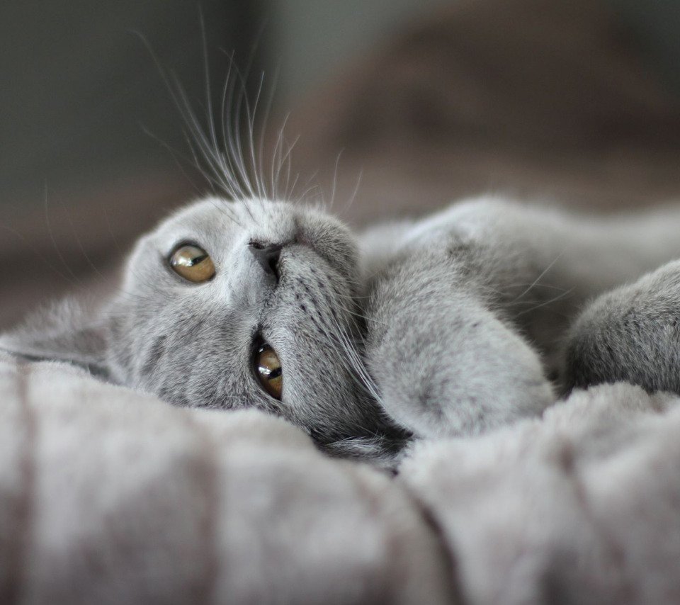 Доброе утро серый котик