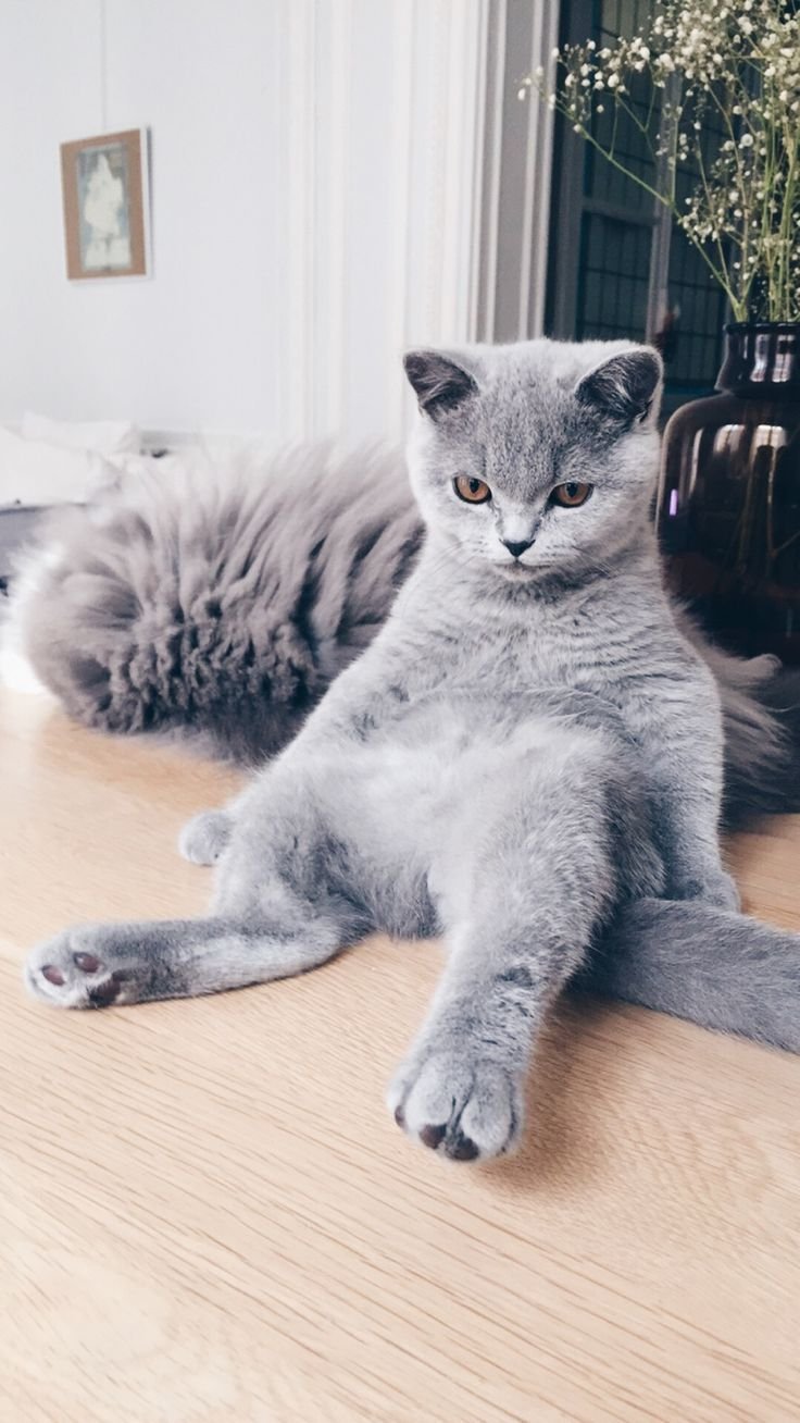 Британская кошка серая