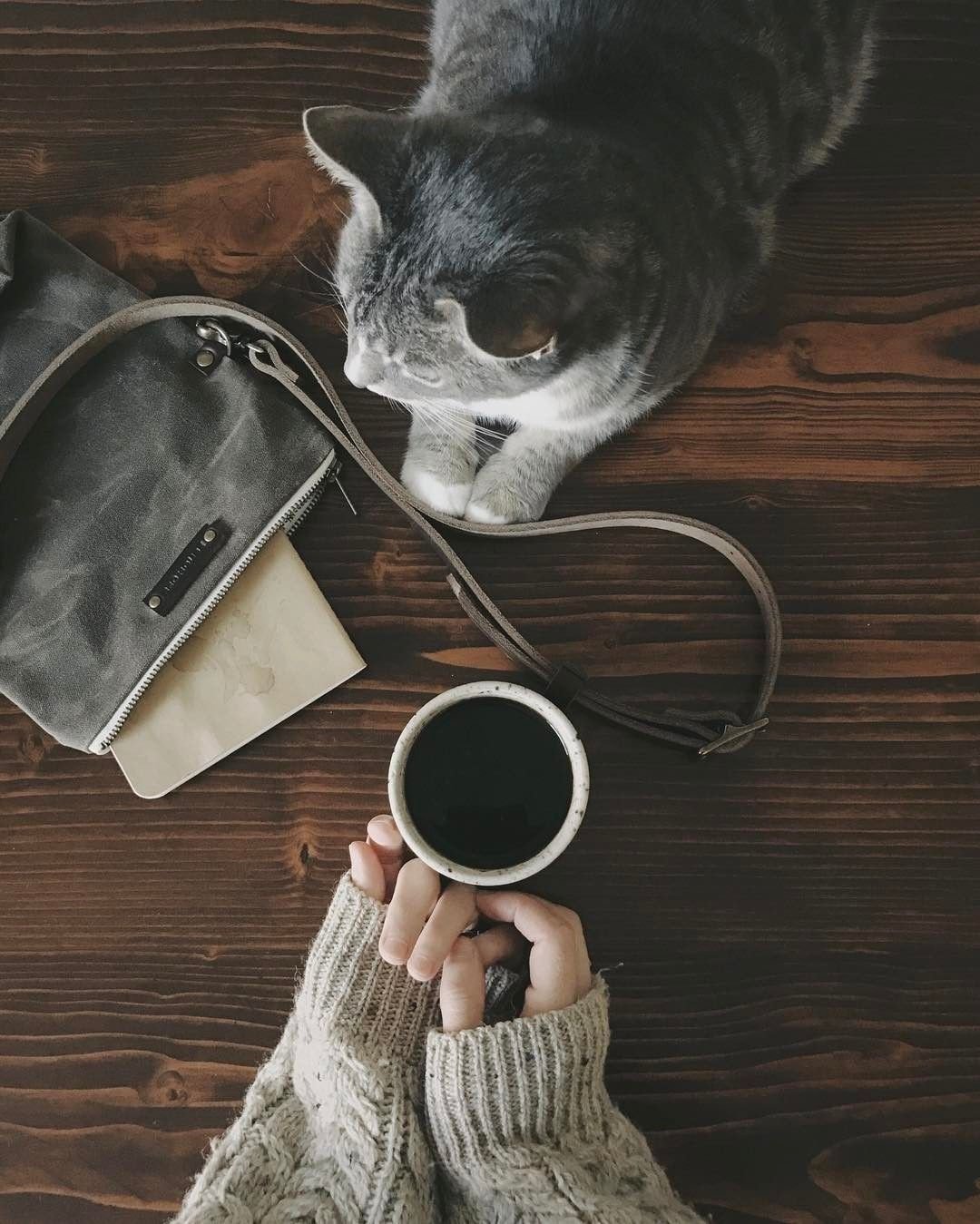 Кот с чашкой чая