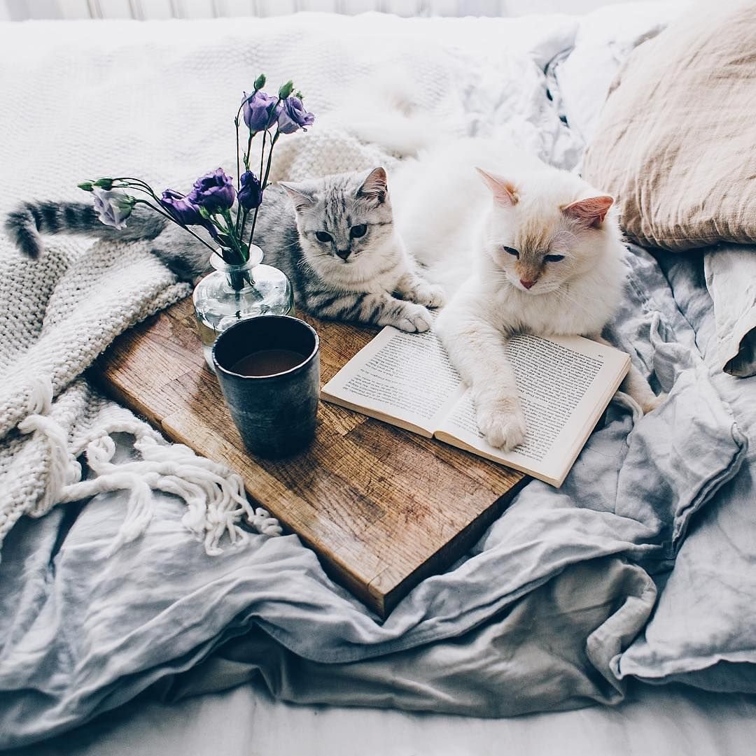 Уютные кошки