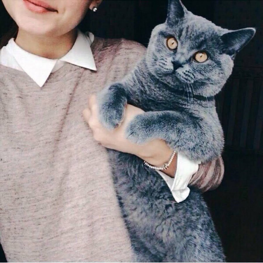 Девушка с британским котом