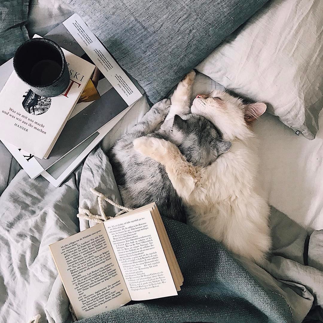 Уютные коты