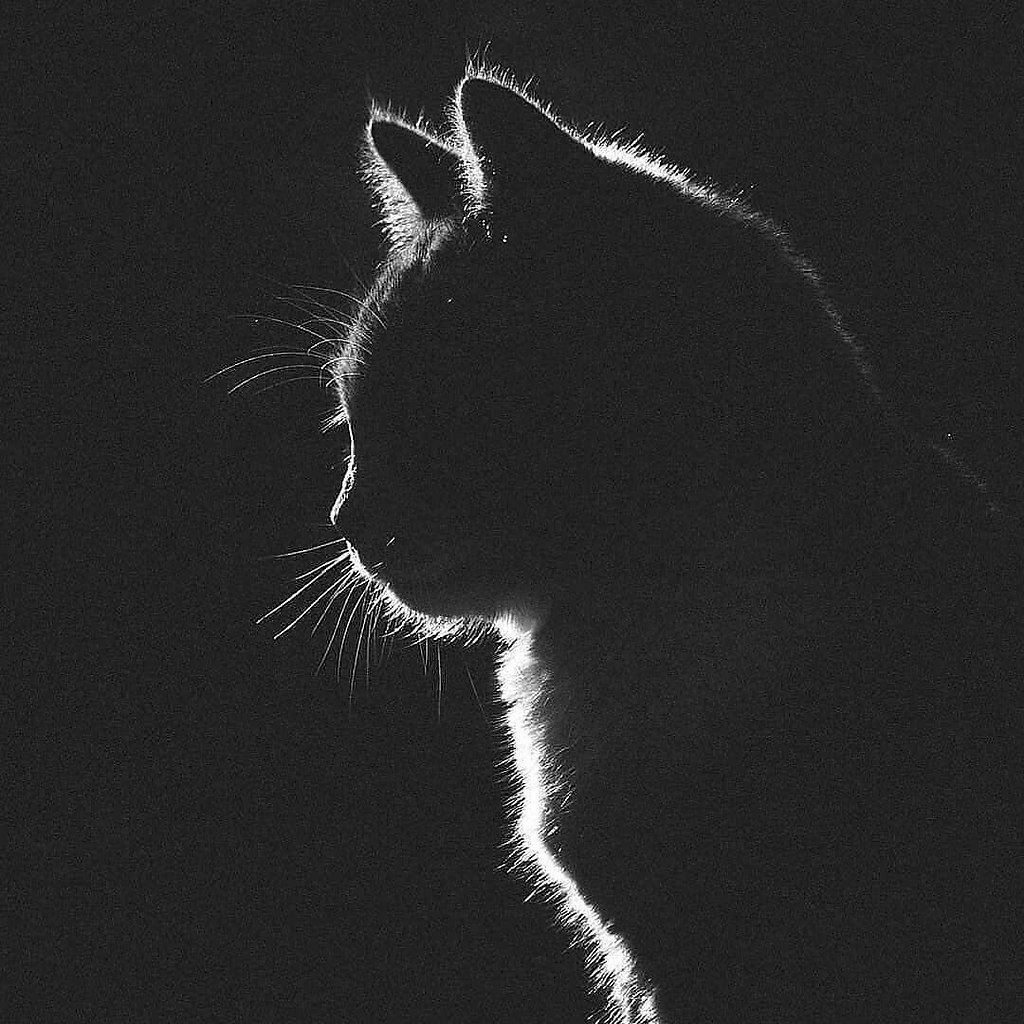 Кот на черном фоне