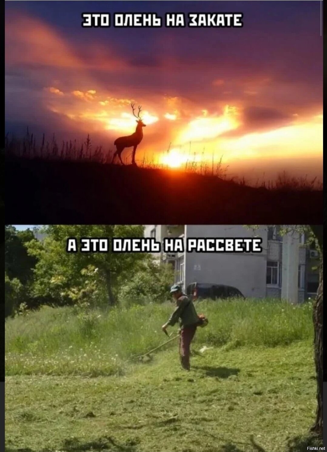 Рассвет прикол