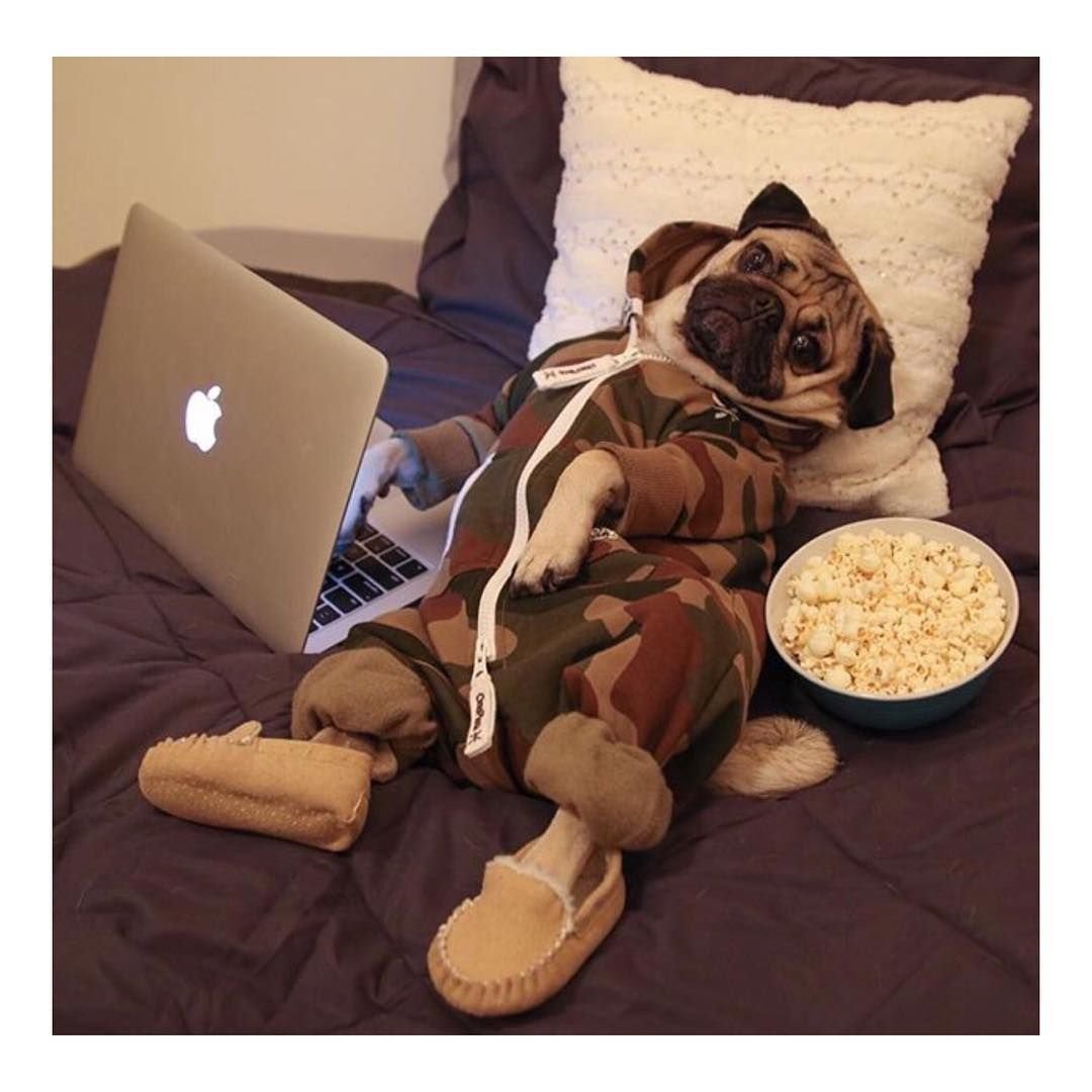 Собака на релаксе