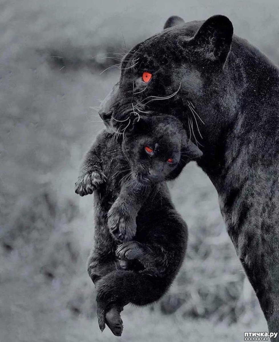 Пантера малыш