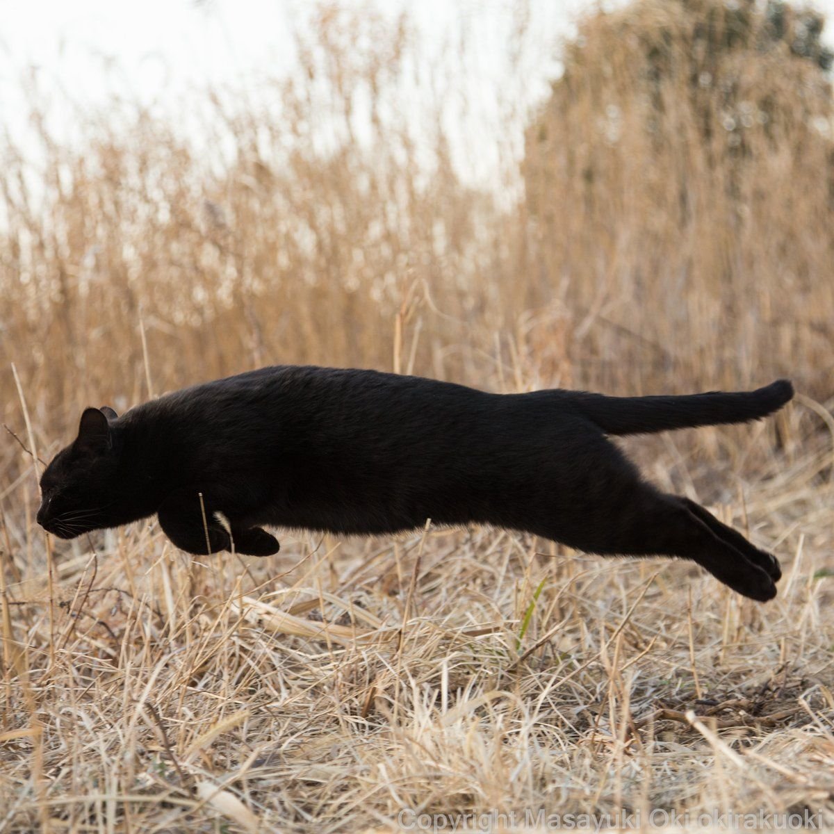 Пантера в прыжке