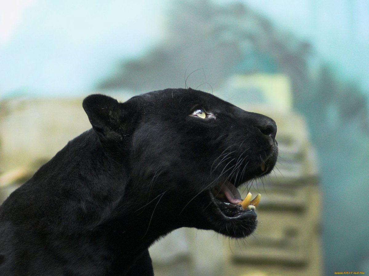 Черная Пума Багира