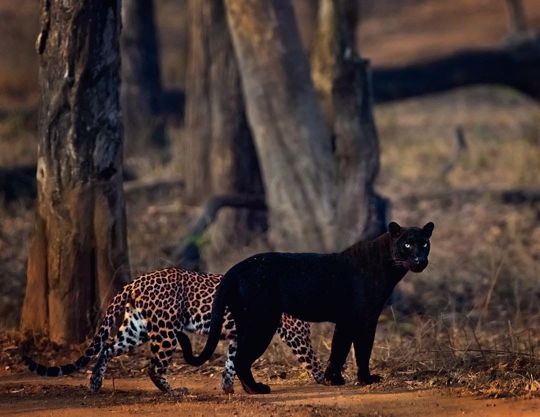 Черная пантера (2011)